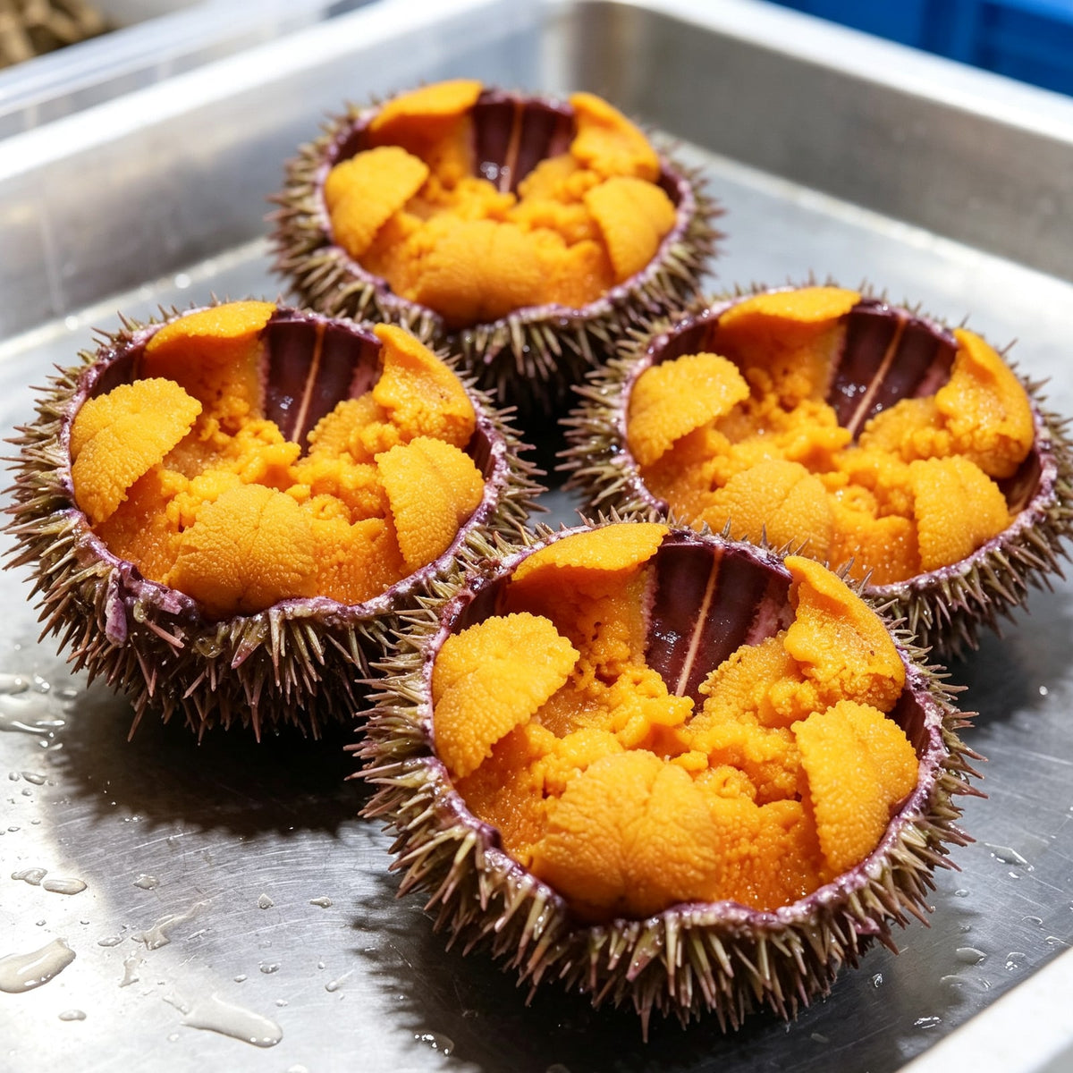 Fresh sea urchin roe in the shell (3)